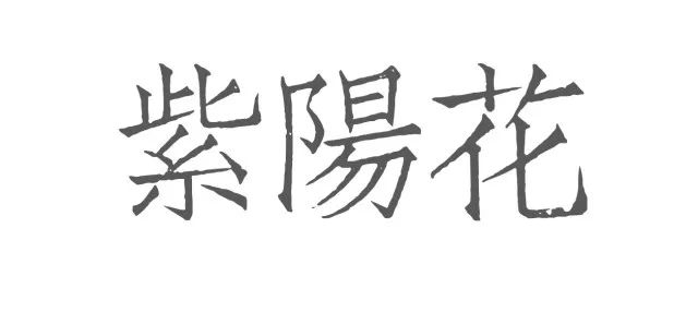 日本花图鉴｜带你去那花花世界