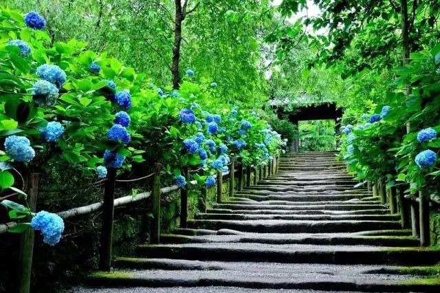 日本花图鉴｜带你去那花花世界