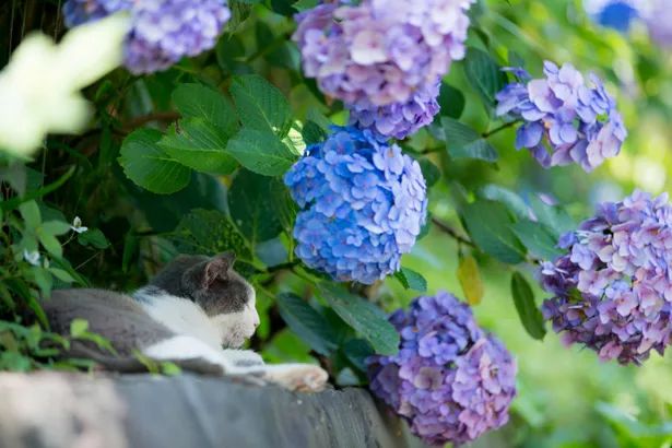 日本花图鉴｜带你去那花花世界