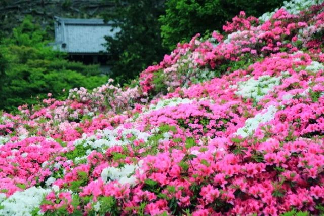 日本花图鉴｜带你去那花花世界