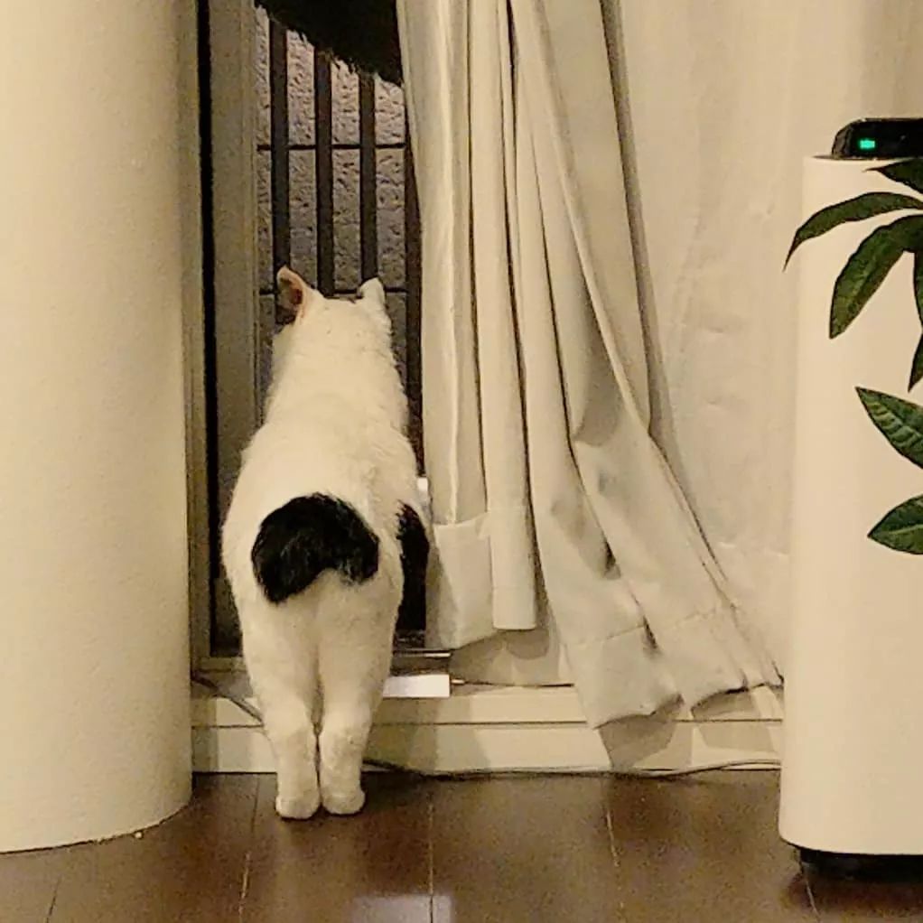 你嗷嗷健身练出来的翘臀，还不如一只猫的屁屁销魂