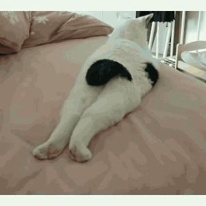 你嗷嗷健身练出来的翘臀，还不如一只猫的屁屁销魂