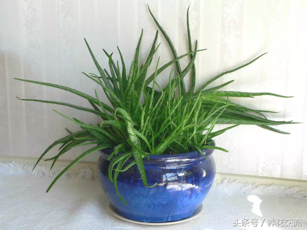 芦荟怎么养才养不死,室内养芦荟要注意的事项