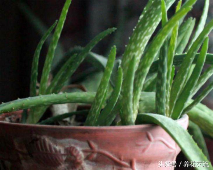 芦荟怎么养才养不死,室内养芦荟要注意的事项