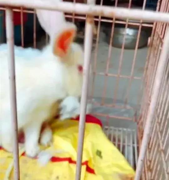 大白兔生小宝宝,大白兔生崽