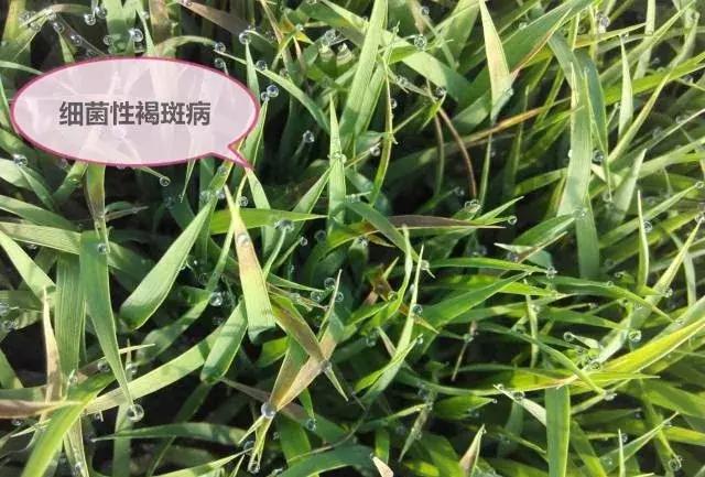 水稻红叶子怎么回事用什么药,水稻秧苗红尖怎么回事