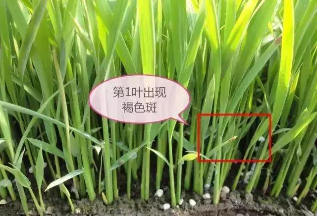 水稻红叶子怎么回事用什么药,水稻秧苗红尖怎么回事