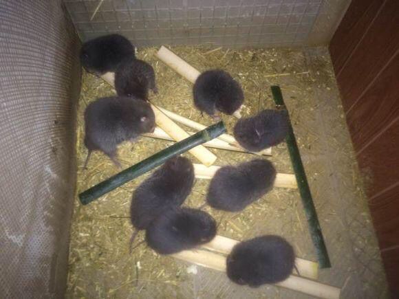 农村养竹鼠有没有前景广西,农村创业致富的竹鼠养殖好项目