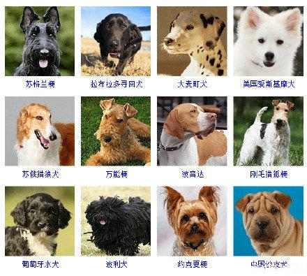 16种总是分不清的狗狗品种,全世界所有狗狗的品种大全