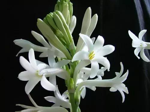 孕妇家里不能养的花,孕妇养什么花对胎儿好