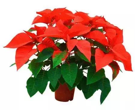 孕妇家里不能养的花,孕妇养什么花对胎儿好