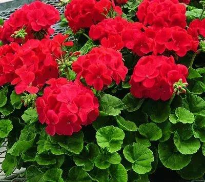 孕妇家里不能养的花,孕妇养什么花对胎儿好