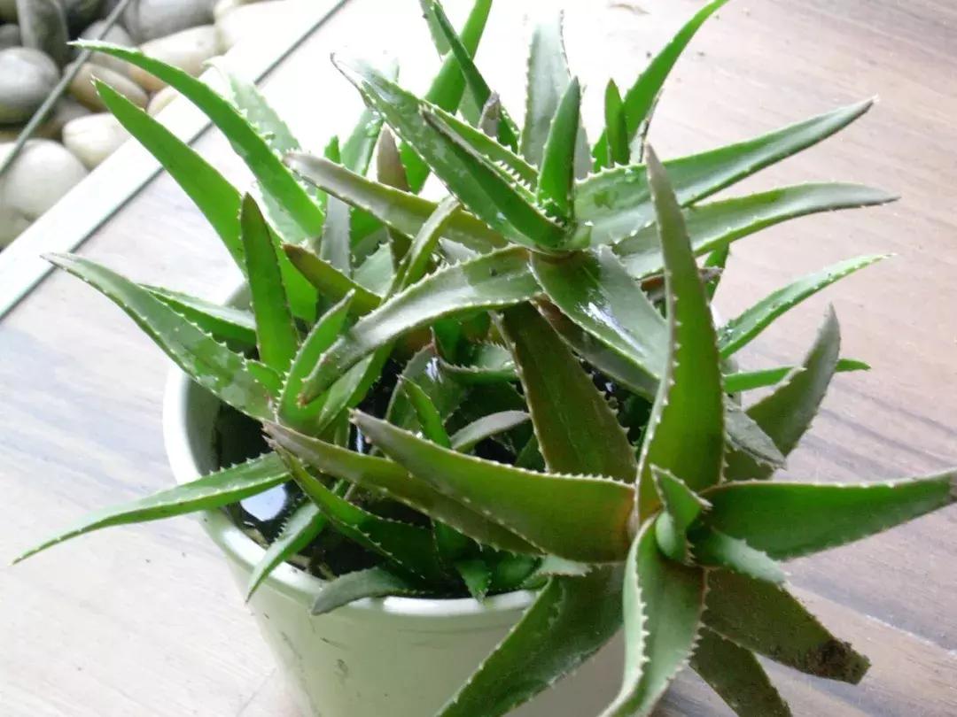 孕妇家里不能养的花,孕妇养什么花对胎儿好