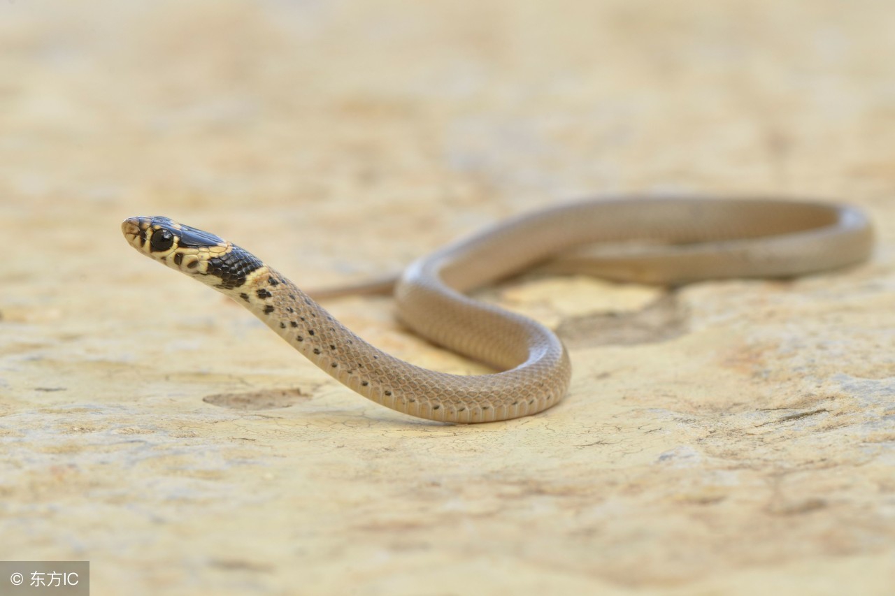 有个规矩家蛇绝对是不能打死，老人是绝对很相信这个的