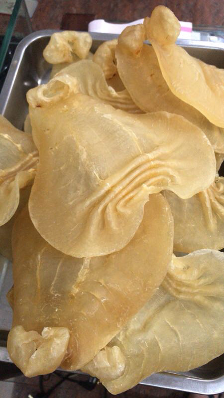 花胶科普小知识,花胶百科知识