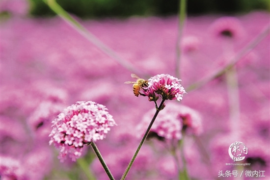 内江这里藏着一片浪漫花海,内江花海美景