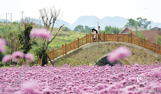 内江这里藏着一片浪漫花海,内江花海美景