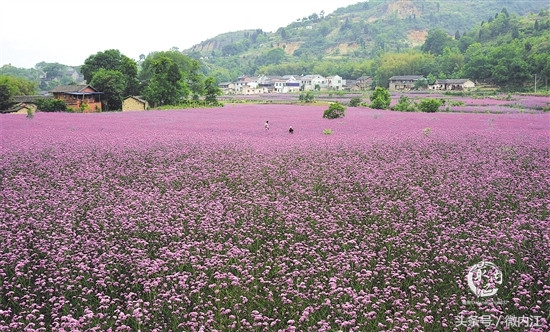 内江这里藏着一片浪漫花海,内江花海美景
