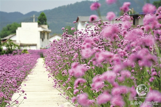 内江这里藏着一片浪漫花海,内江花海美景