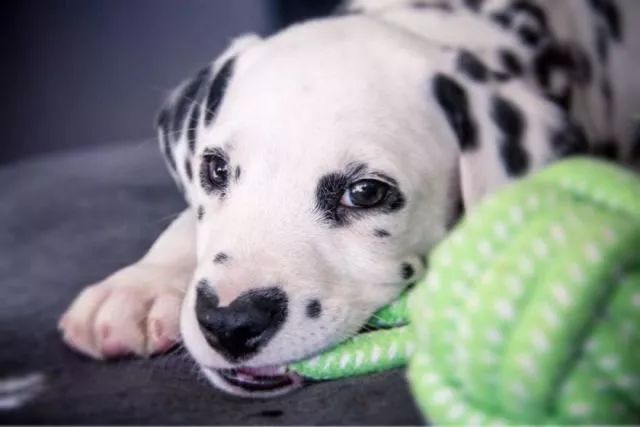 这只小斑点超可爱！呼吸都是爱你的形状