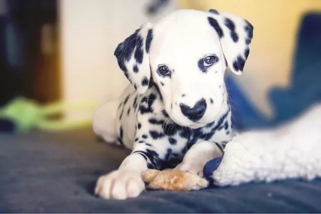 这只小斑点超可爱！呼吸都是爱你的形状