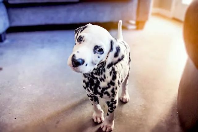 这只小斑点超可爱！呼吸都是爱你的形状