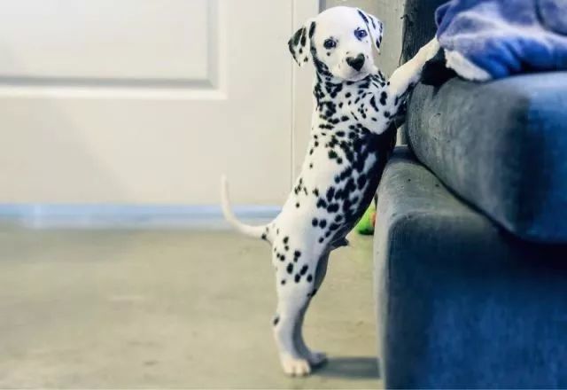 这只小斑点超可爱！呼吸都是爱你的形状