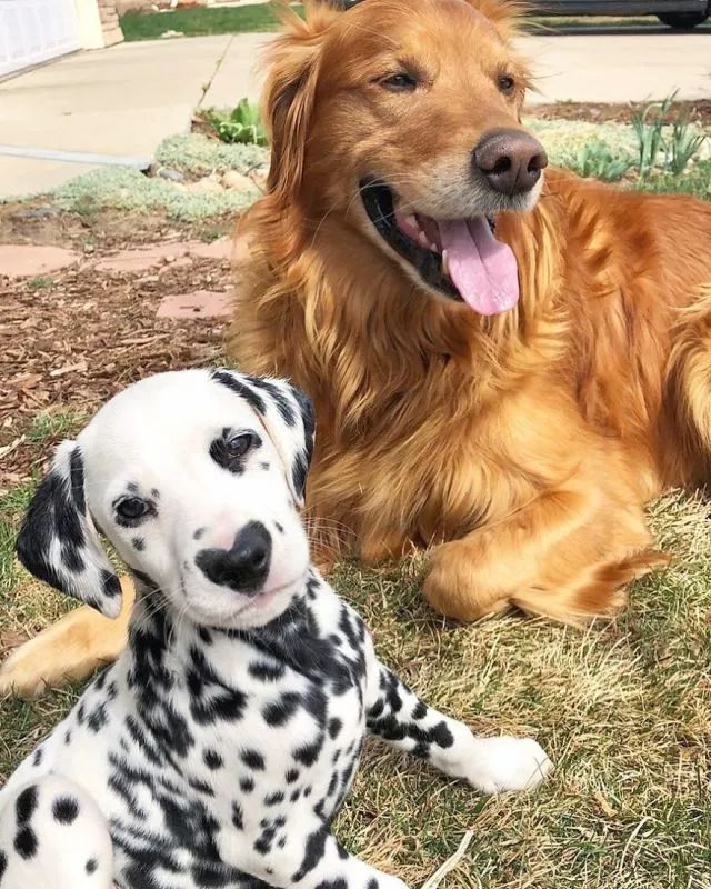 这只小斑点超可爱！呼吸都是爱你的形状