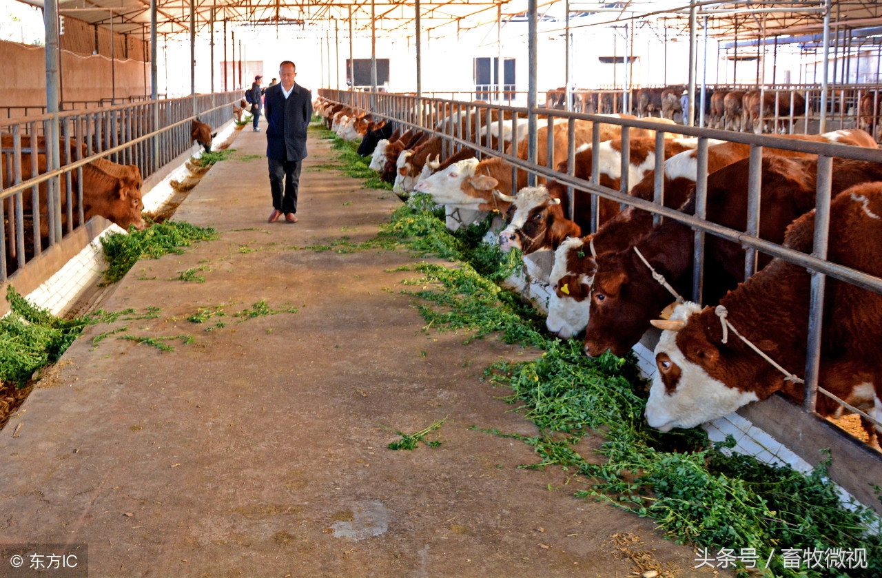 肉牛养殖知识大全,肉牛的养殖前景