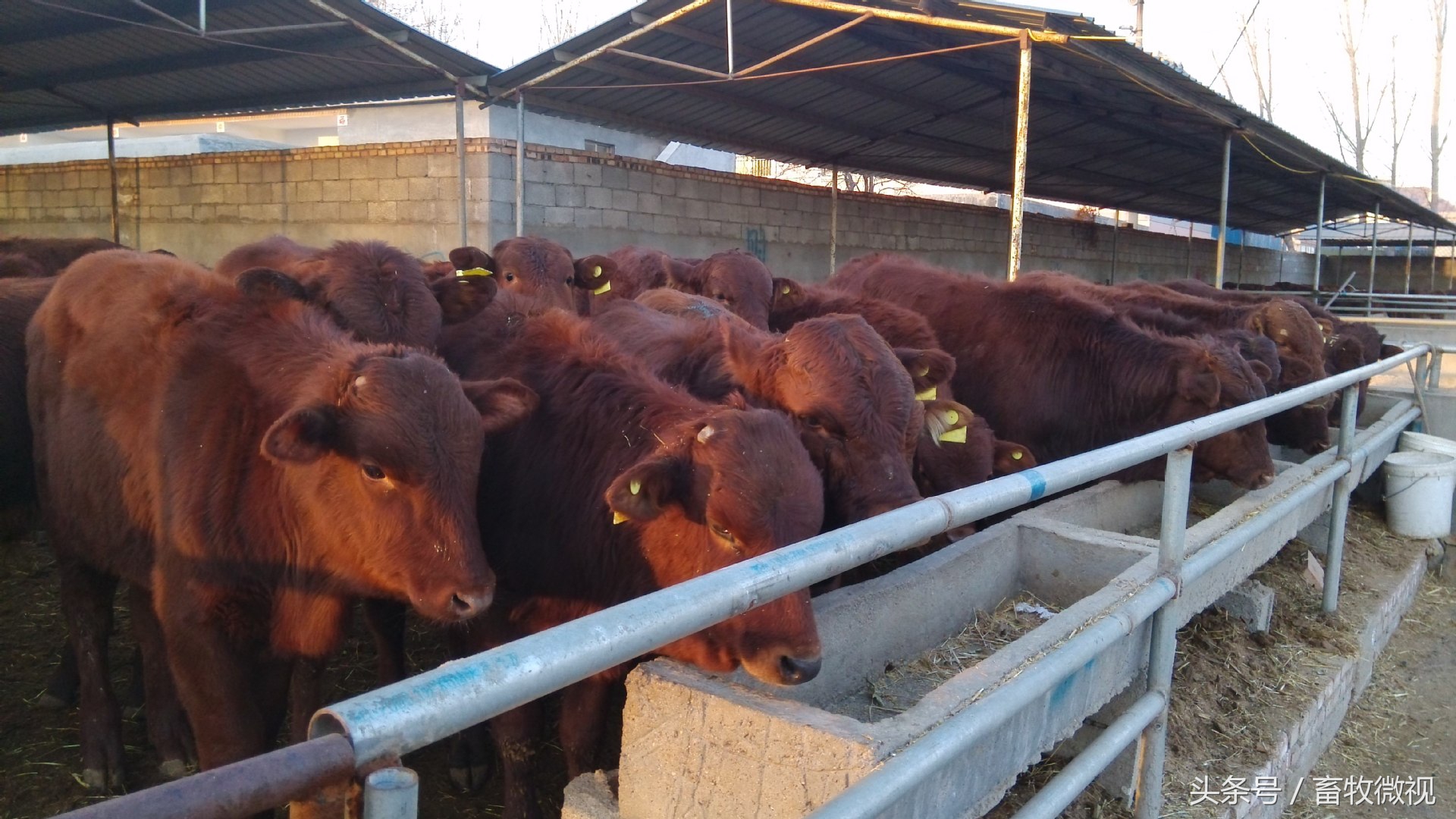 肉牛养殖知识大全,肉牛的养殖前景