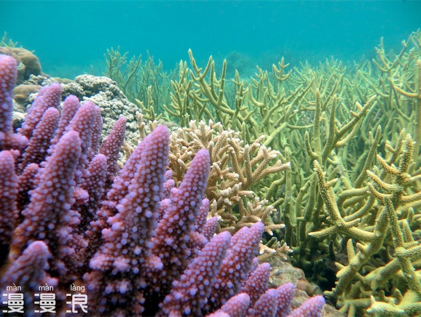 帕劳可以潜水吗,去帕劳玩是什么感觉