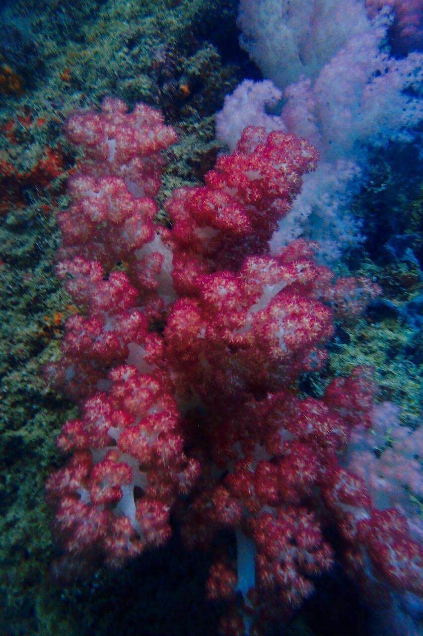 帕劳可以潜水吗,去帕劳玩是什么感觉