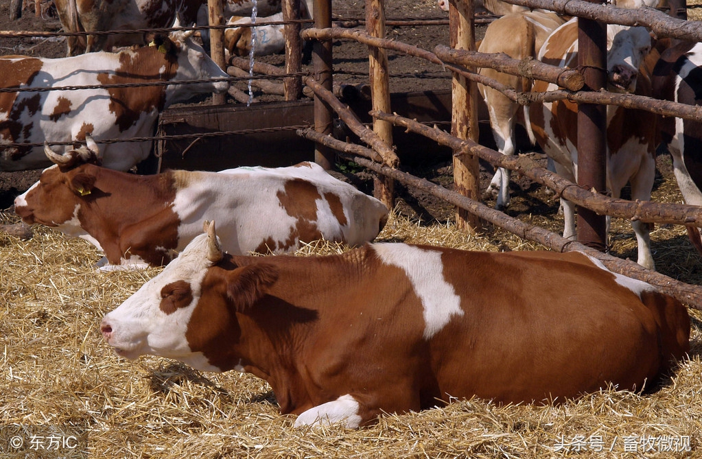 肉牛养殖知识大全,肉牛的养殖前景