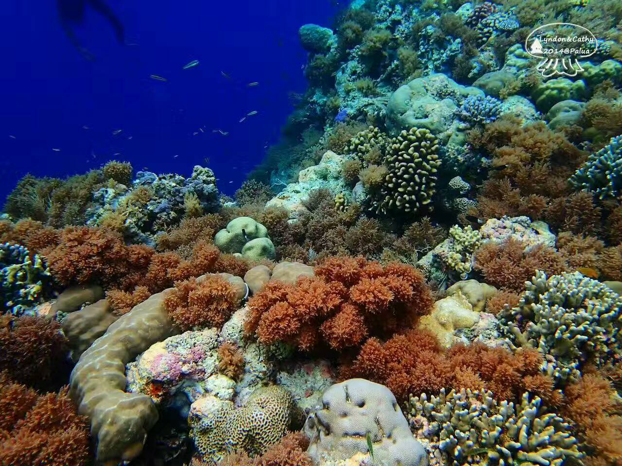 帕劳可以潜水吗,去帕劳玩是什么感觉