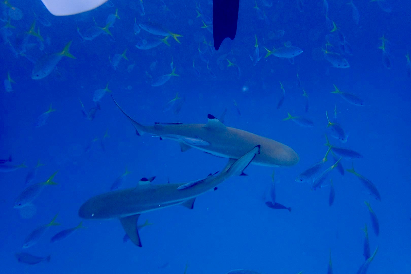 帕劳可以潜水吗,去帕劳玩是什么感觉