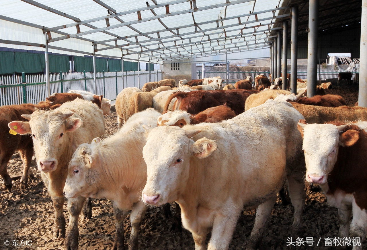 肉牛养殖知识大全,肉牛的养殖前景