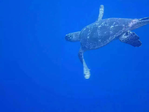 帕劳可以潜水吗,去帕劳玩是什么感觉