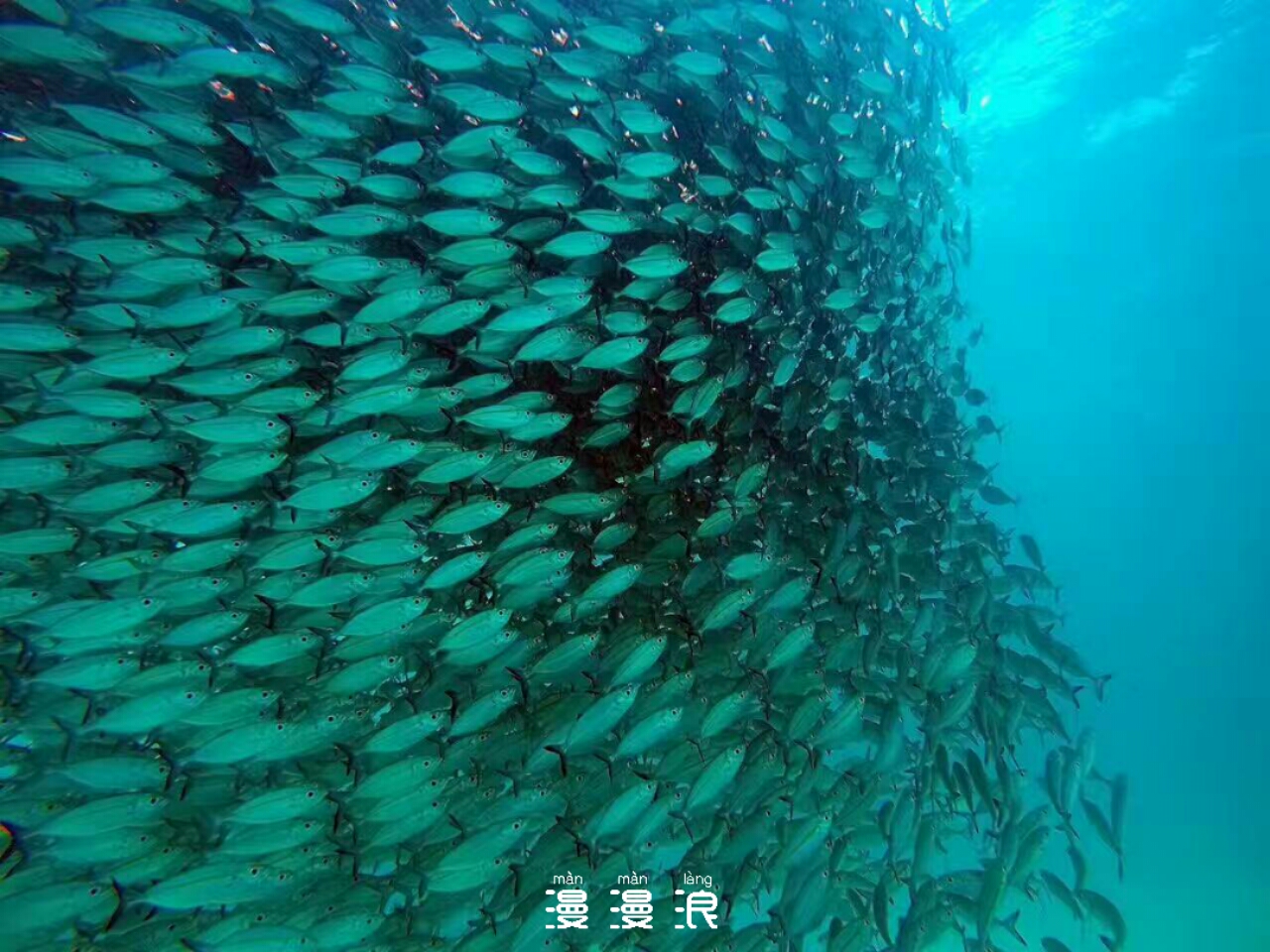 帕劳可以潜水吗,去帕劳玩是什么感觉