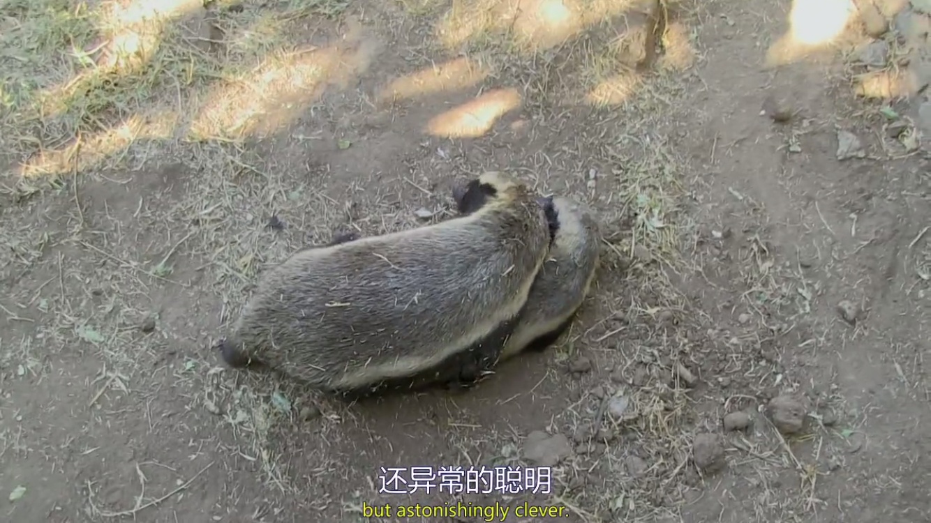 来自非洲的平头哥(蜜獾),一个要开挂的动物!