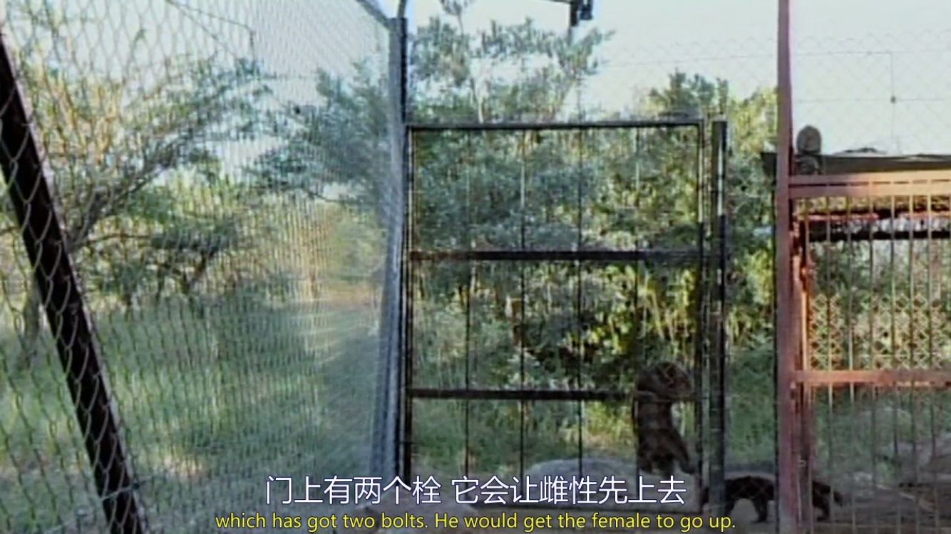 来自非洲的平头哥(蜜獾),一个要开挂的动物!