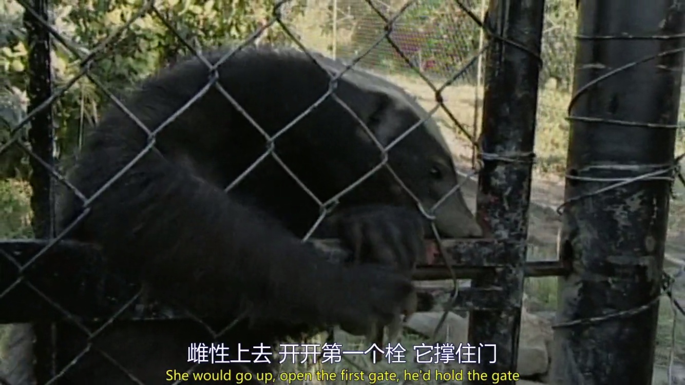 来自非洲的平头哥(蜜獾),一个要开挂的动物!