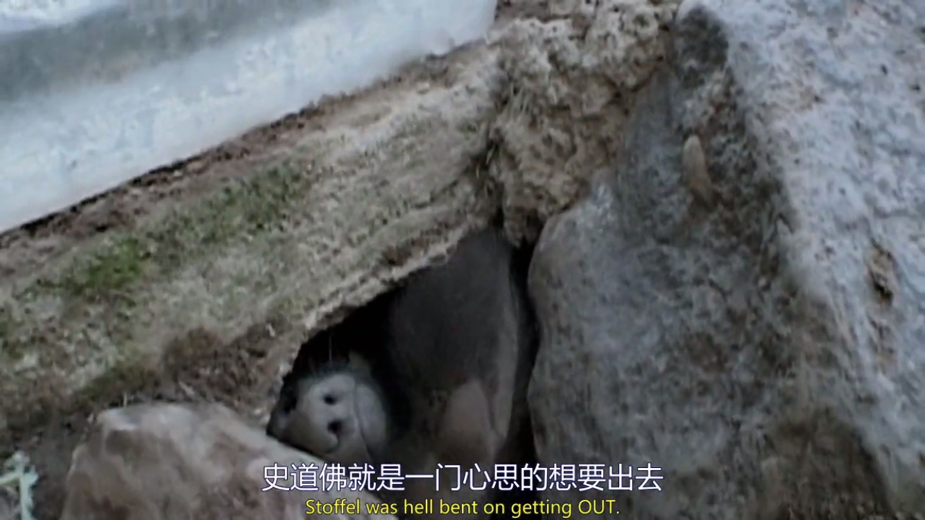 来自非洲的平头哥(蜜獾),一个要开挂的动物!