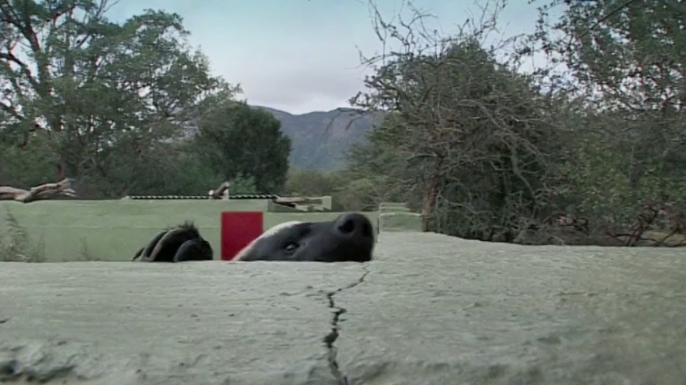 来自非洲的平头哥(蜜獾),一个要开挂的动物!