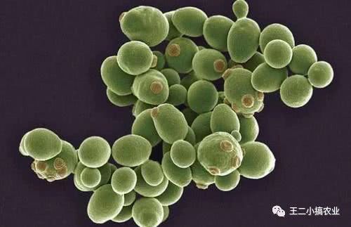 利用秸秆栽培食用菌,枯草芽孢杆菌发酵猪粪技术