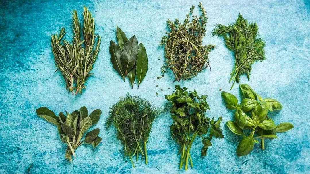 阳台盆栽香料,在家种什么香料好吃又实惠