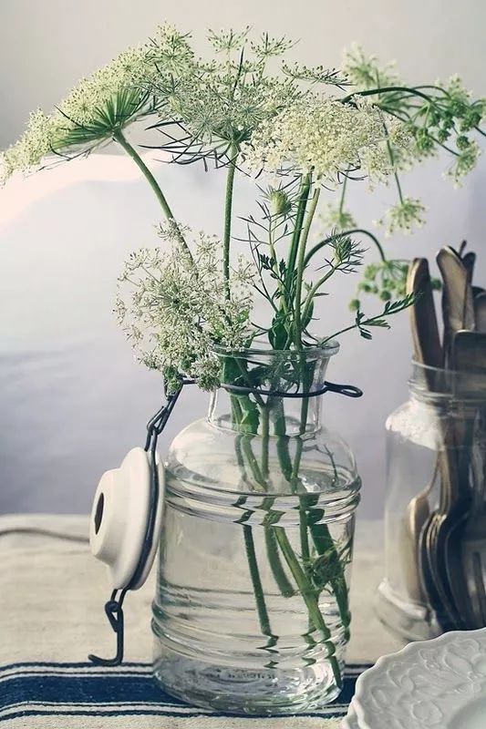 阳台盆栽香料,在家种什么香料好吃又实惠