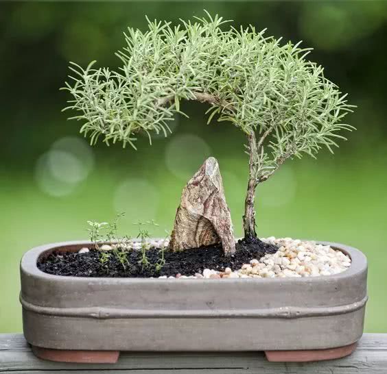 阳台盆栽香料,在家种什么香料好吃又实惠