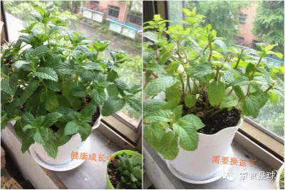 阳台盆栽香料,在家种什么香料好吃又实惠