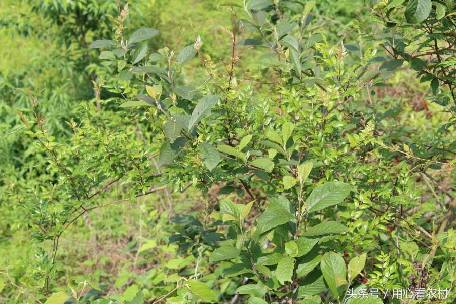 山中有一保健茶，农村人认识的不多，看看你家山上有吗？