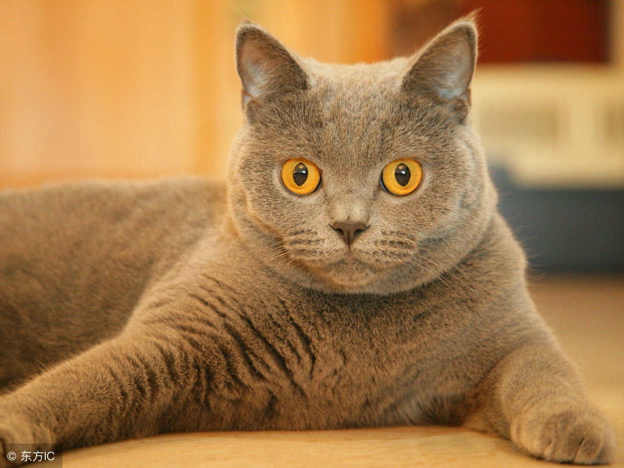 什么情况下给猫咪打疫苗,猫咪疫苗第一针和第二针最长间隔